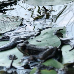 Meet your Posher, Jayson